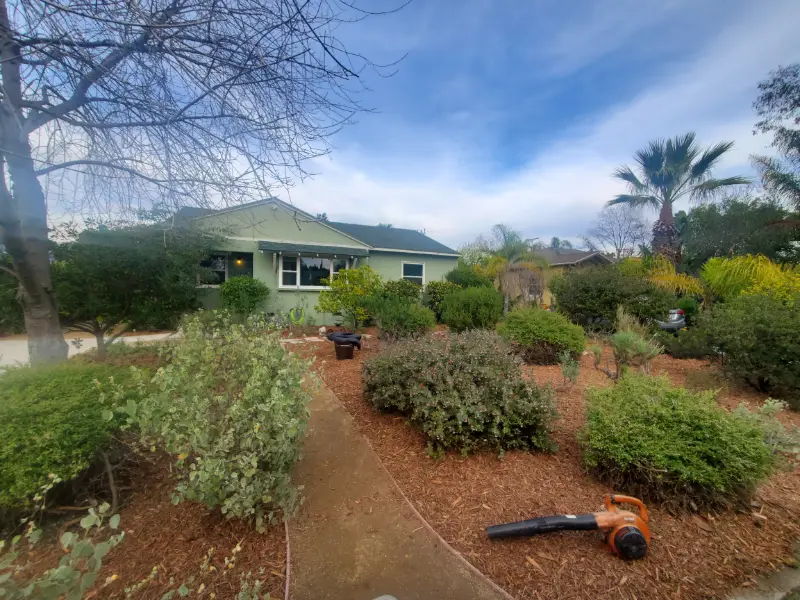 Mulch applied around established shrubs in a front garden