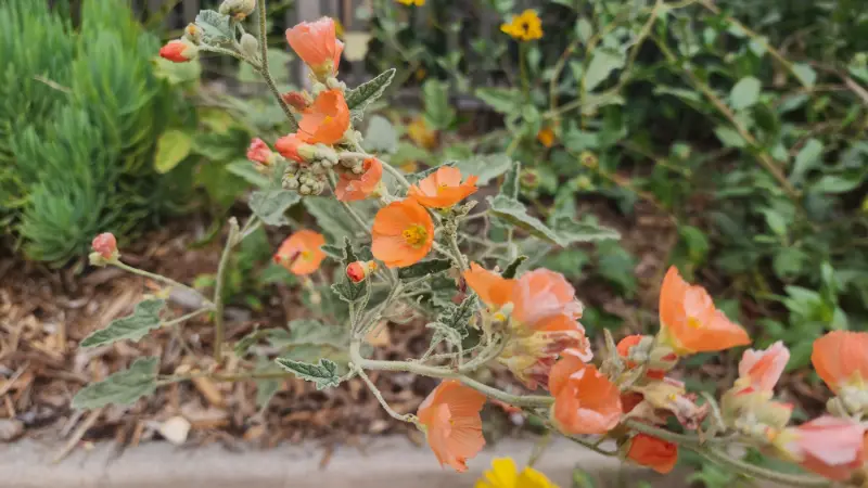 Orange globe mallow wildflowers blooming in a native planting